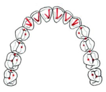 Teeth